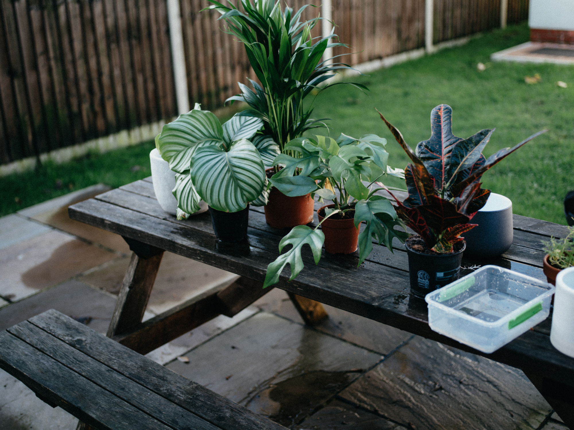 Plants and plant trimming
