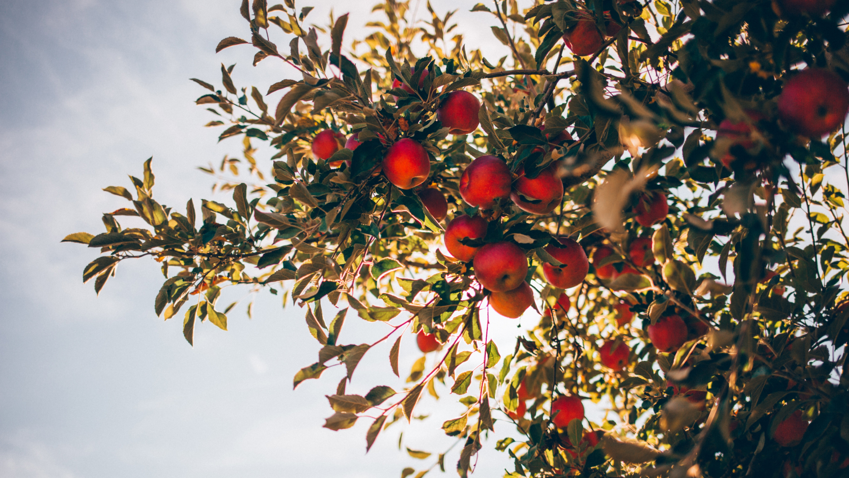 apple trees