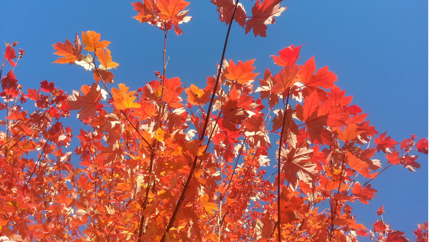 Fall cleanup